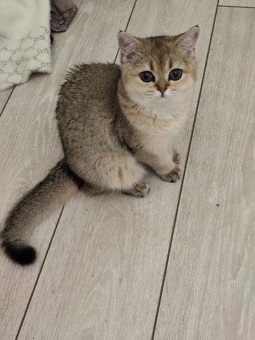 Продажа кошек: Шотландский Скотиш Страйт, котёнок - девочка, окрас золотой шиншилла — 2