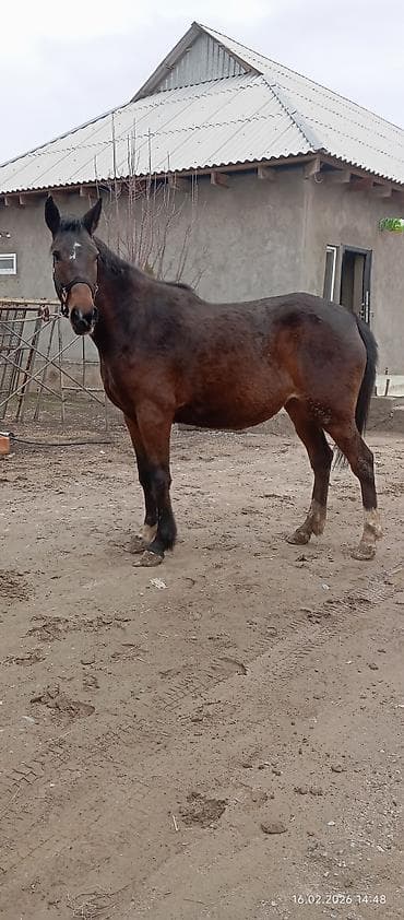 Кошки: Продаю | Кобыла (самка) | Английская | Конный спорт | Племенные — 9