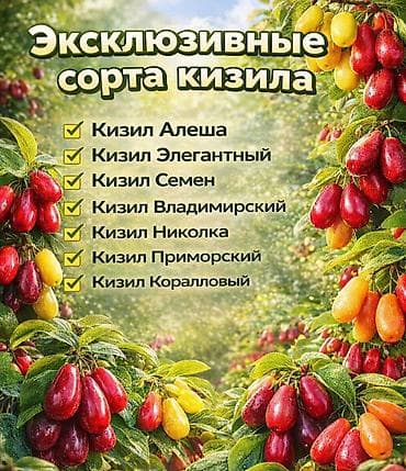 ежевика блек джем: Садовые саженцы ягодных культур — широкий выбор лучших сортов — 5