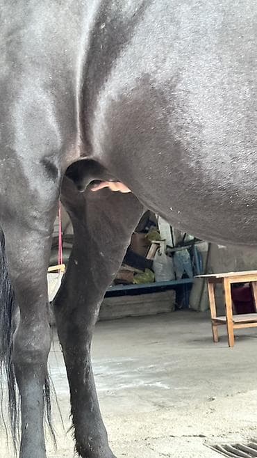 иттер ош: Сатам | Бээ (ургаачы) | Көбөйтүү үчүн | Асыл тукумдуу — 7