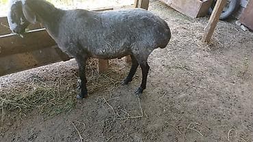 Продаю | Баран (самец) | На забой at lalafo.kg Продаю | Баран (самец) | На забой