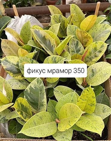 солнычный свет: Комнатные растения в горшках: - Шефлера — по 350. Компактные кустики — 3