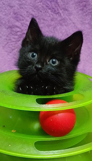 один мальчик и два котёнка: БЕСПЛАТНО! Котята 1,5 месяца, черно-белые мальчики и девочка пантера — 2