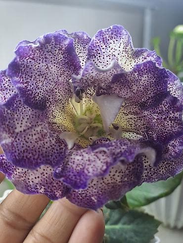 фикус большой: Глоксиния (Sinningia speciosa), коллекционные сорта с крупными — 4