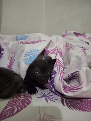куда можно отдать собаку в бишкеке: Котята 2 месяц 1 мальчика и 1 девочки бесплатно. Нужно раздать — 1