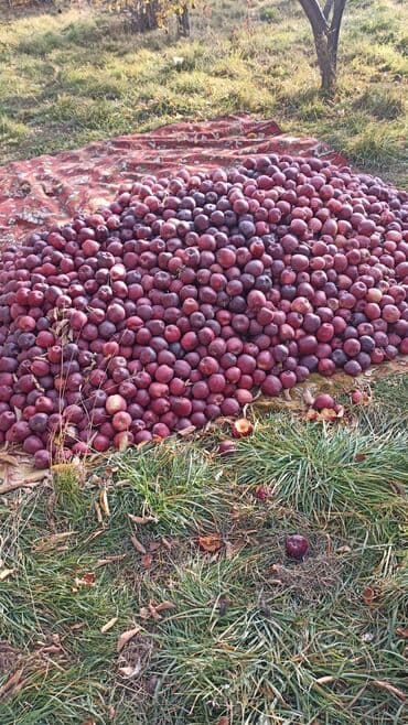 стол стуля буу: Алмалар — 3