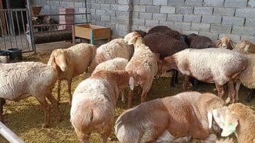 Собаки: Продаю | Овца (самка) | Для разведения | Племенные — 2