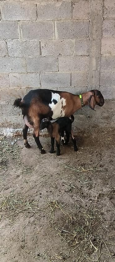 Продаю | Коза (самка) | Для разведения