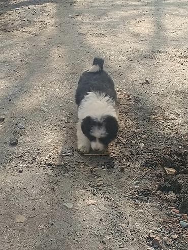 карликовые собаки: Продаю Алабай срочно мальчик только звоним через ватсап — 3