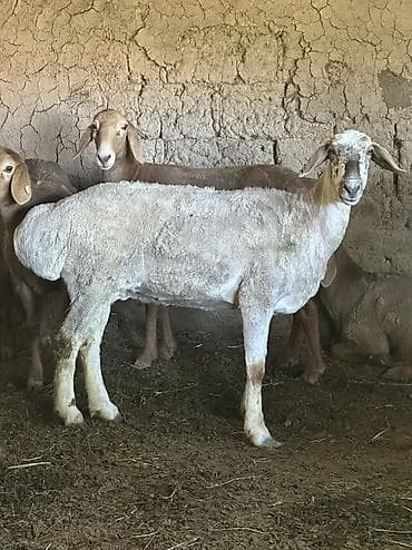 хомяк домашний купить: Продаю | Овца (самка) | На забой | Матка — 6