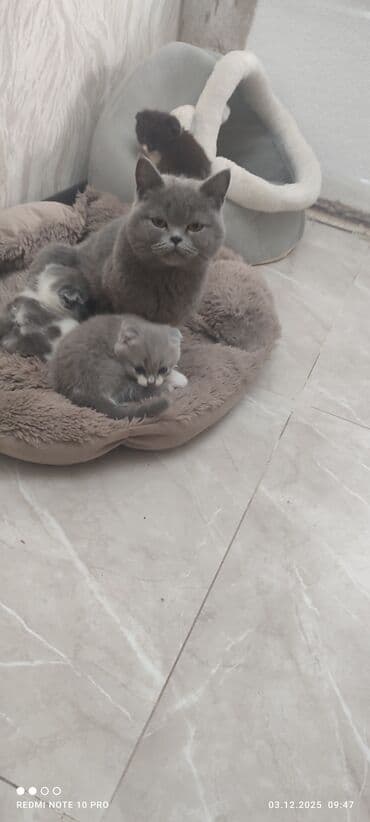 домик для кошек: Шотландские котята с мамой - Порода: шотландская (в помёте есть — 1