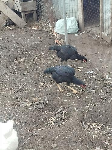 Аквариумдар: Сатам | Короздор | Тебиштирүүчү | Көбөйтүү үчүн — 7