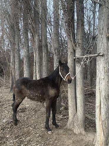 швейцарская кошка: Продаю | Конь (самец), Жеребенок | Для разведения — 1