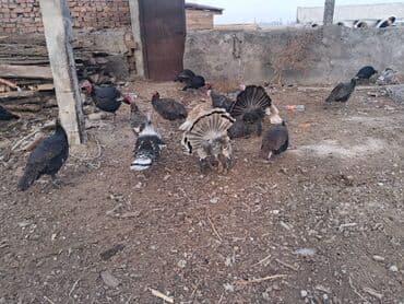 оборудование для кур: Продаю | Петух, Цыплята, Инкубационные яйца | Домашняя | На забой, Для разведения — 1