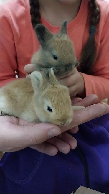 уй животный: Продаю декоративных кроликов породы Львиная голова — 5