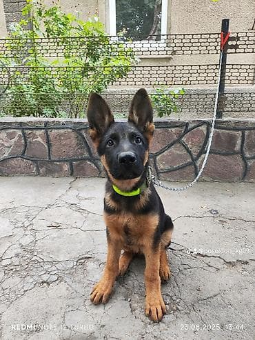 собаки продажа: Питомник «КУЛБИС» — родословные немецкие овчарки. Открыта — 4