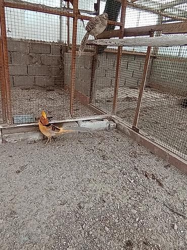 Башка жаныбарлар: Продам пару лимонных фазанов — 2