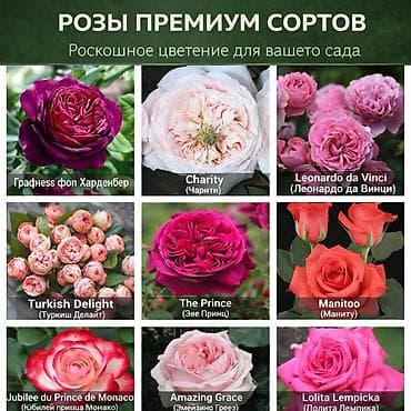 обр: Редкие и эффектные декоративные растения, которые превращают обычный — 2