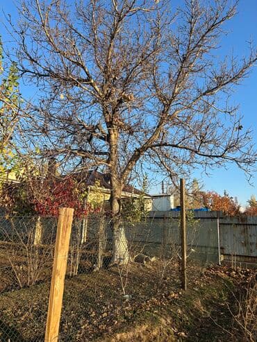 сколько стоит грецкий орех в бишкеке: Орех, жангак бак . 25 лет — 3