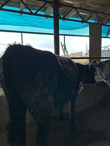 Собаки: Продаю | Тёлка | Алатауская | На забой | Не стельные — 6