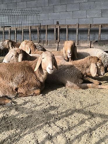 арашанские матки: Продаю | Ягненок | Арашан | Для разведения | Племенные — 2