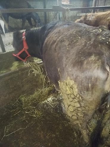 А/ч жаныбарларын сатам: Сатам | Музоо | Бордоп семиртүү үчүн | Байланган — 4