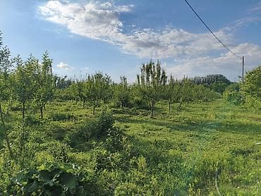 сдаю кафе в бишкеке: 100 соток, Для бизнеса, Договор купли-продажи — 6