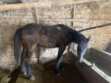 Зоотовары: Продаю | Жеребенок | Рабочий — 2