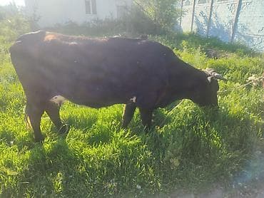 алла тоо: Сатам | Уй (ургаачы) | Алатоолук | Сүт алуу үчүн | Байланган — 1