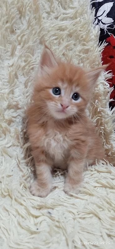 животные кошки: Мейн-кун, 1 месяц, Девочка — 9
