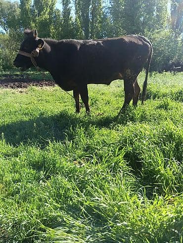 карова для молока: Продаю | Корова (самка) | Для молока | Привязанные — 2