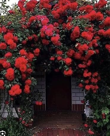 коробка для клубники в шоколаде: Саженцы — 1