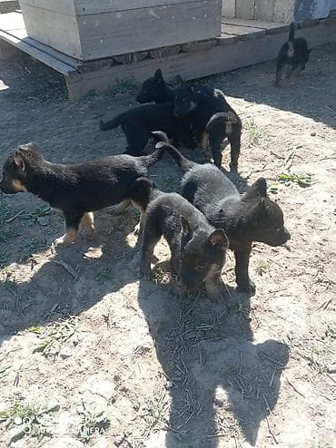 пастушья собака: Восточноевропейская овчарка, 2 месяца, Самка — 4