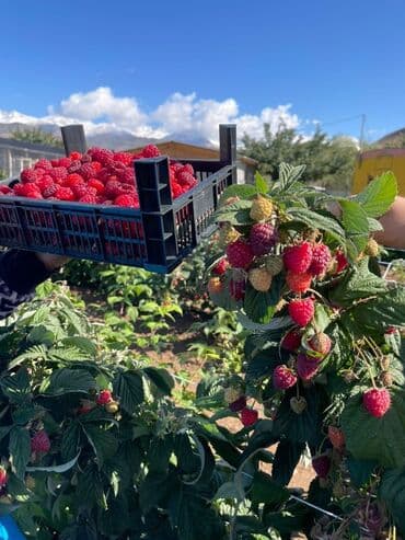 ящик пчелы: Саженцы малины с развитой Цена за шт 20с корневой системой, готовые к — 1