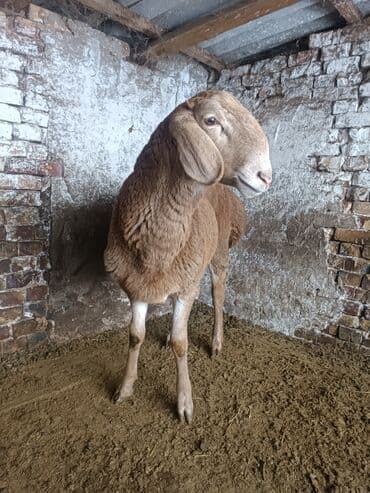 эркек ит: Сатам | Кочкор (эркек) | Эдильбай | Көбөйтүү үчүн | Асыл тукумдуу — 2