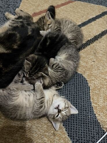 Линолеум: Котята, классический «тигровый» окрас (серо-бежевые и тёмно-серые — 4