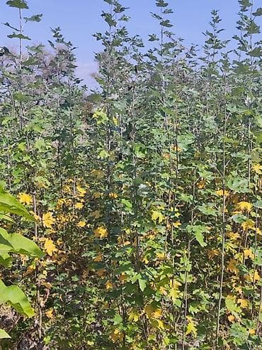 Кухонные принадлежности: Черенки деревьев: Ивы (Верба) — 1