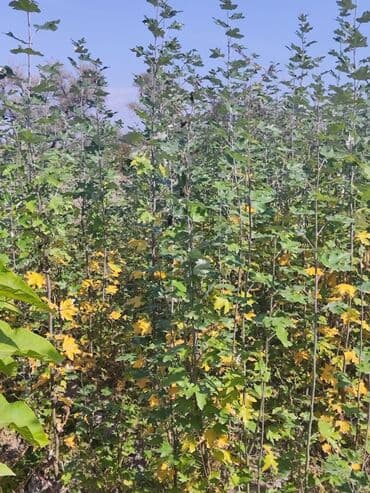 искусственный газон на стену: Көчөттөр дарактардын: Мажрүм талдар — 2