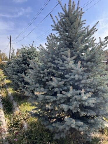 искусственный газон на стену: Көчөттөр дарактардын: Карагайлар — 2