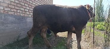 монбельярд цена: Продаю | Бык (самец) | На откорм | Осеменитель — 3
