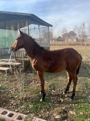 Кемирүүчүлөр: Сатам | Тай | Көбөйтүү үчүн | Асыл тукумдуу — 1