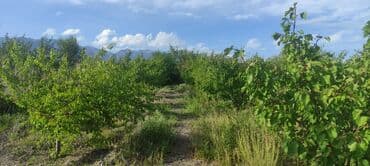 колоновидные яблони: 6 соток, Для бизнеса, Красная книга — 7