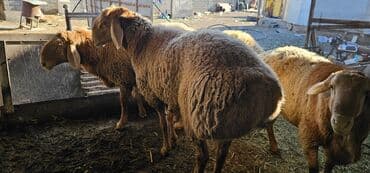 продать животных: Продаю | Баран (самец) | Арашан | На забой, Для разведения | Племенные, Осеменитель — 4