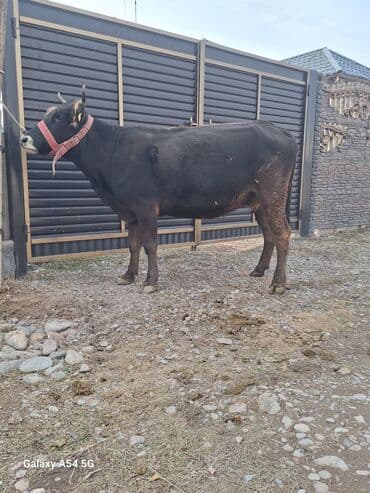 собаки доберман цена: Продаю | Корова (самка) | Для разведения | Стельные — 1