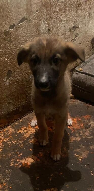 сабака овчарка: Собака даром: Овчарка, 2 месяца, Самка — 2