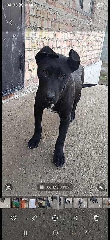 собака спанел: Щенок/молодая собака средних размеров. - Окрас: глянцево‑чёрный с — 2