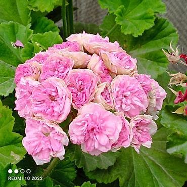 разведение: Пеларгонии (герань зональная) — сортовые кустики в горшках — 3