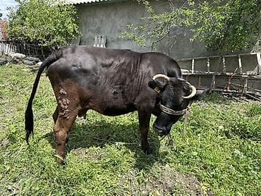 ласка домашняя купить: Продаю | Бык (самец) | На откорм | Привязанные — 4