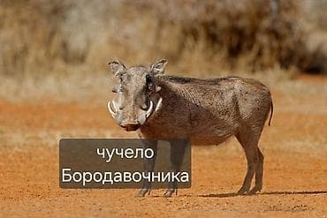 прокат одежда: Чучело Бородавочника (африканского кабана). Токсидермическое — 1