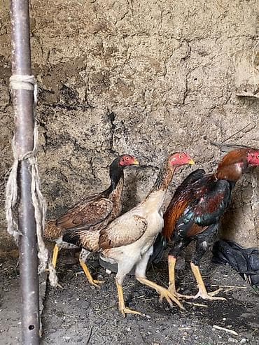 Вязка собак: Продаю | Петух | Бойцовая | Для разведения — 9